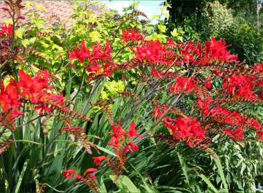 Late Summer Border 12